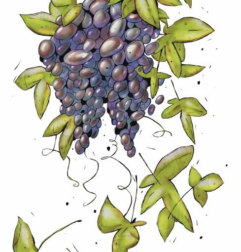 Winogrona będą smaczniejsze i lepiej wybarwione, gdy w sierpniu usuniemy liście, które przysłaniają dojrzewające owoce Winogrona będą smaczniejsze i lepiej wybarwione, gdy w sierpniu usuniemy liście, które przysłaniają dojrzewające owoce