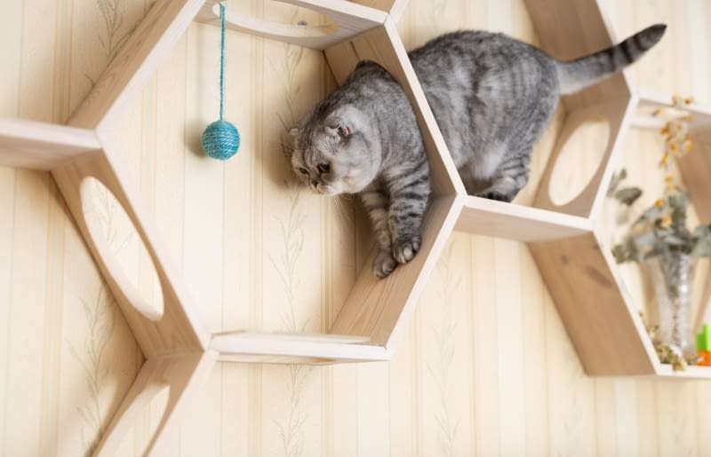 Koci raj w mieszkaniu