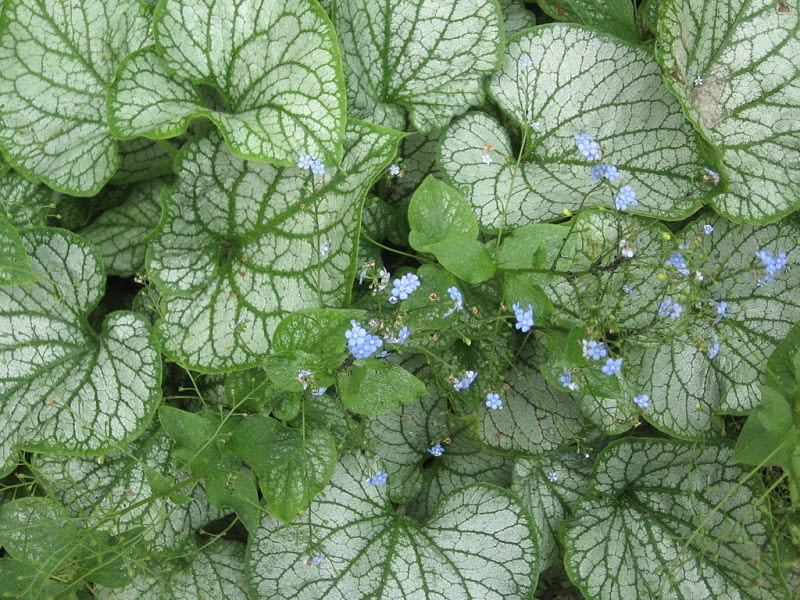 Brunnera macrophhylla Encyklopedia roślin: Brunnera macrophhylla