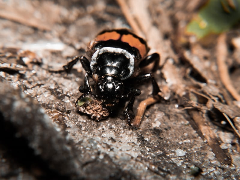 Grabarz żółtoczarny (Nicrophorus vespilloides) Grabarz żółtoczarny (Nicrophorus vespilloides)