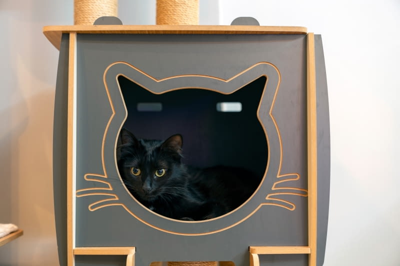 Koci raj w mieszkaniu