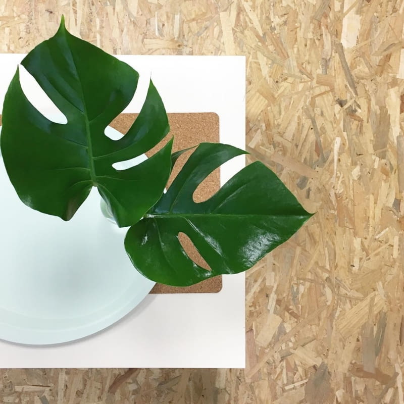 Monstera Monstera