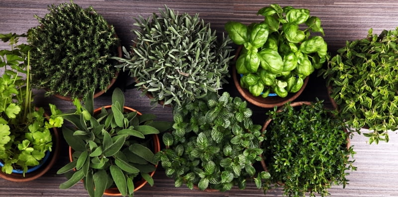zioła na balkon