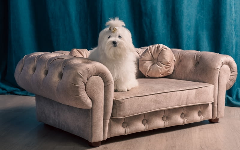 Eleganckie meble dla psów
