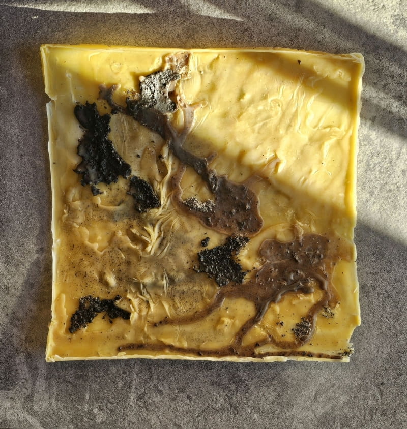 Mycelium. Formy z królestwa grzybów Mycelium. Formy z królestwa grzybów