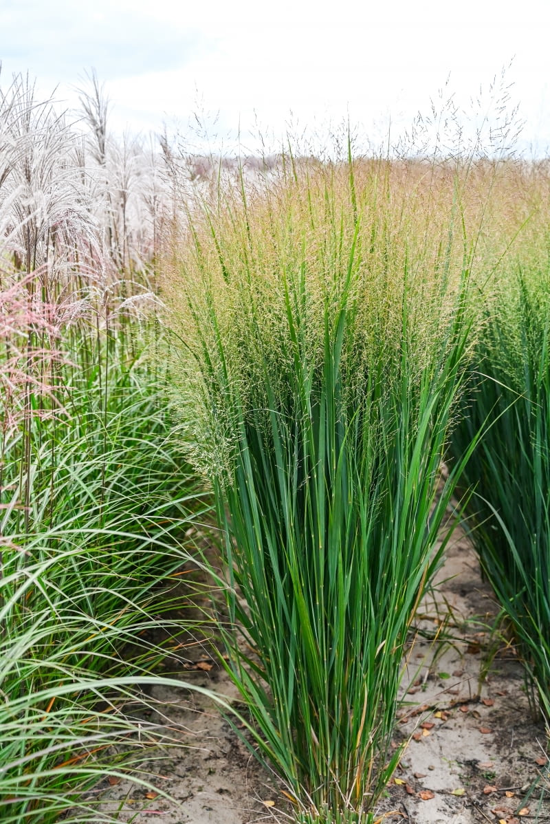 Panicum virgatum 'Northwind' Panicum virgatum 'Northwind'