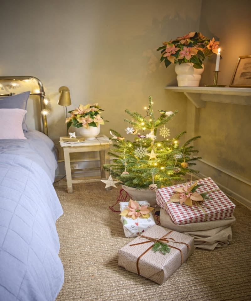 Lampki i poinsecje w delikatnej kremowej i morelowej tonacji dodają wnętrzu ciepła i przytulności. Lampki i poinsecje w delikatnej kremowej i morelowej tonacji dodają wnętrzu ciepła i przytulności.