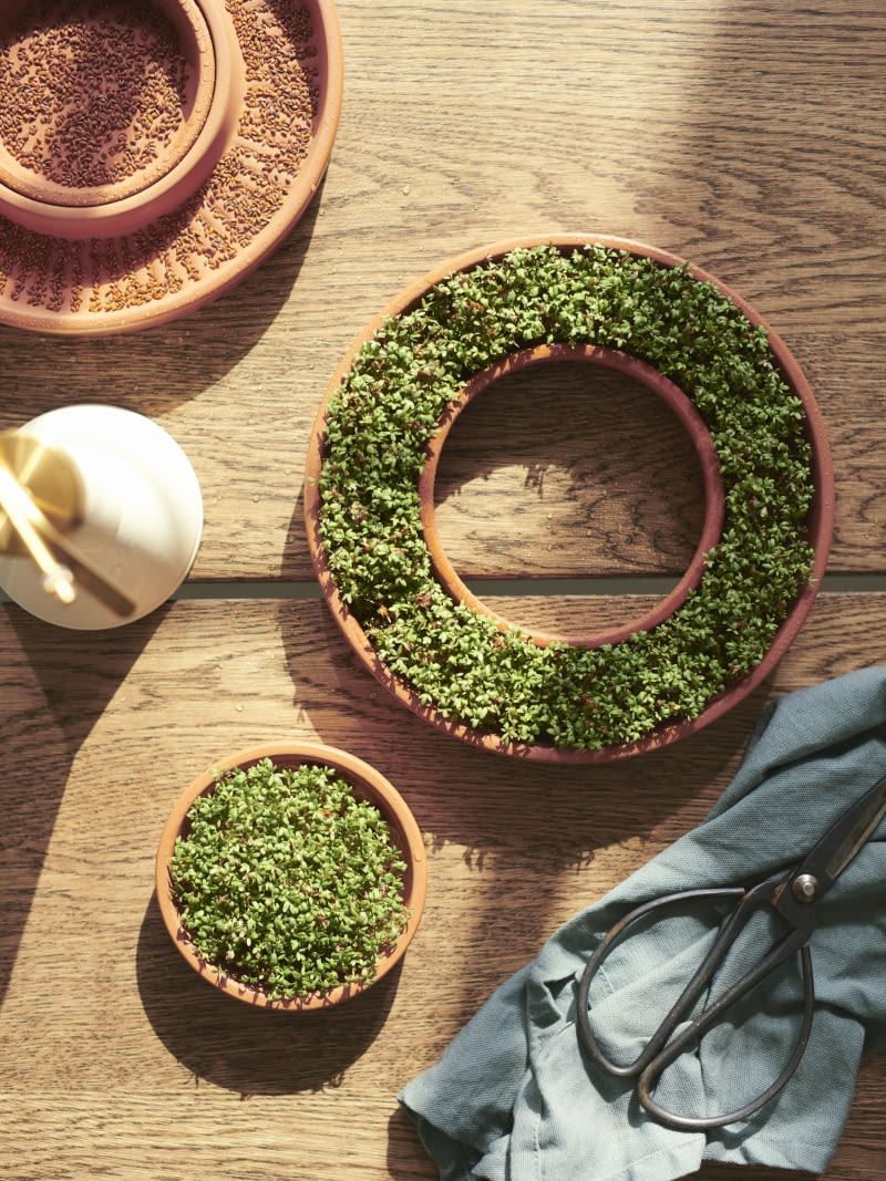 Wiosna to idealny czas na przygotowanie kiełków i mini listków. Ustawione w ładnym naczyniu nie tylko udekorują stół, ale też dostarczą nam witamin.