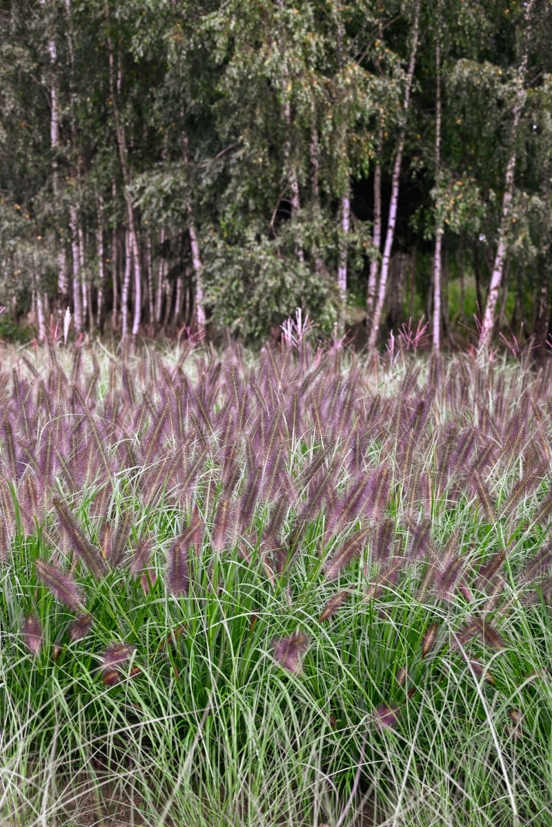 Pennisetum alopecuroides 'Black Beauty' Pennisetum alopecuroides 'Black Beauty'