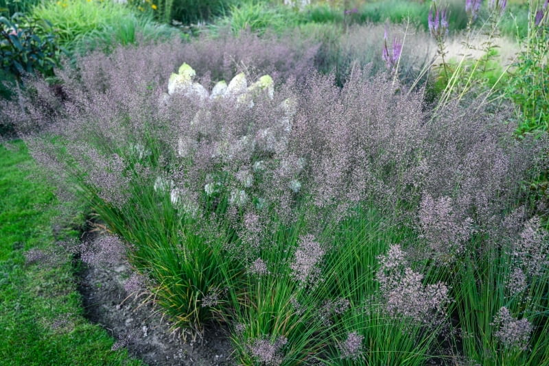Molinia caerulea 'Banshee' PBR Molinia caerulea 'Banshee' PBR