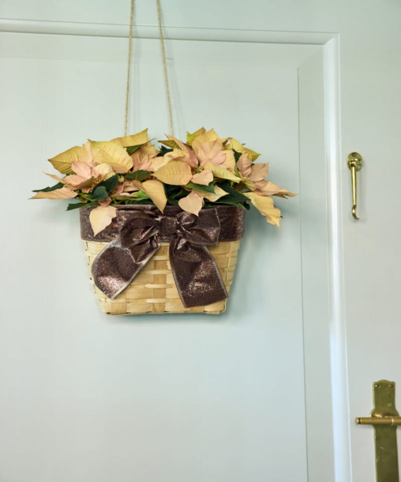 Poinsecja umieszczona w płaskim, plecionym koszyku i zawieszona na drzwiach może stać się efektowną świąteczną ozdobą wejścia.