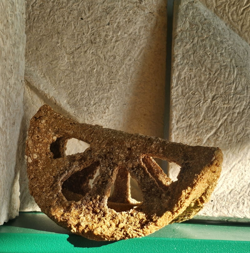 Mycelium. Formy z królestwa grzybów Wydziału Architektury Politechniki Poznańskiej