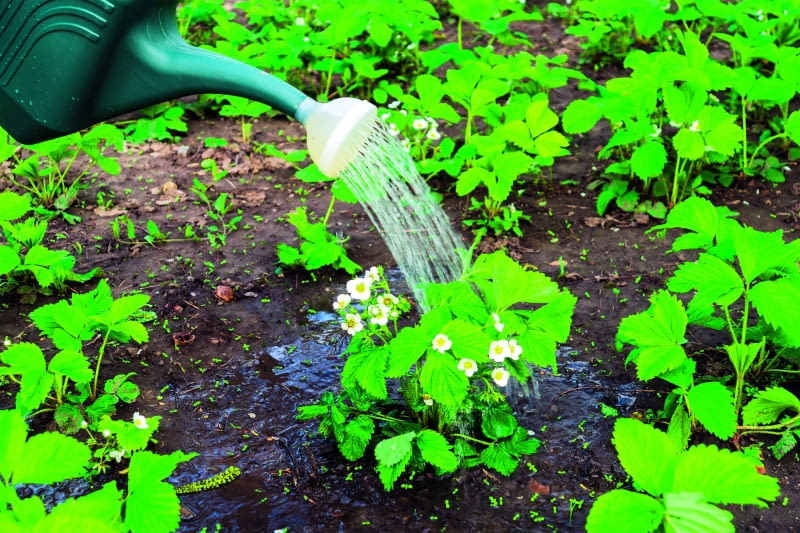 Woda deszczowa znakomicie nadaje się do podlewania roślin. Ma temperaturę taką samą jak  otoczenie, dzięki czemu rośliny nie doznają szoku w czasie podlewania