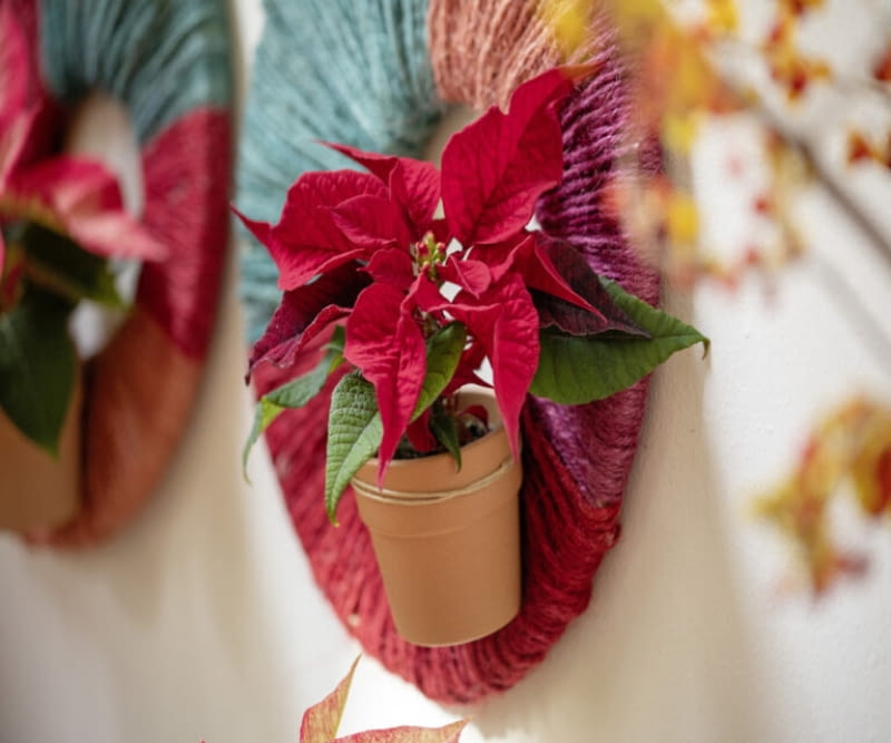 Te domowe dekoracje ścienne przypominają tradycyjne sombrero dzięki swoim wyrazistym kolorom i okrągłym kształtom. Oprócz tego, że przyciągają wzrok, te owinięte projekty służą również jako uchwyty dla miniaturowych poinsecji, tworząc jasne akcenty – to kreatywny projekt rzemieślniczy, który doskonale łączy piękne poinsecje i design.