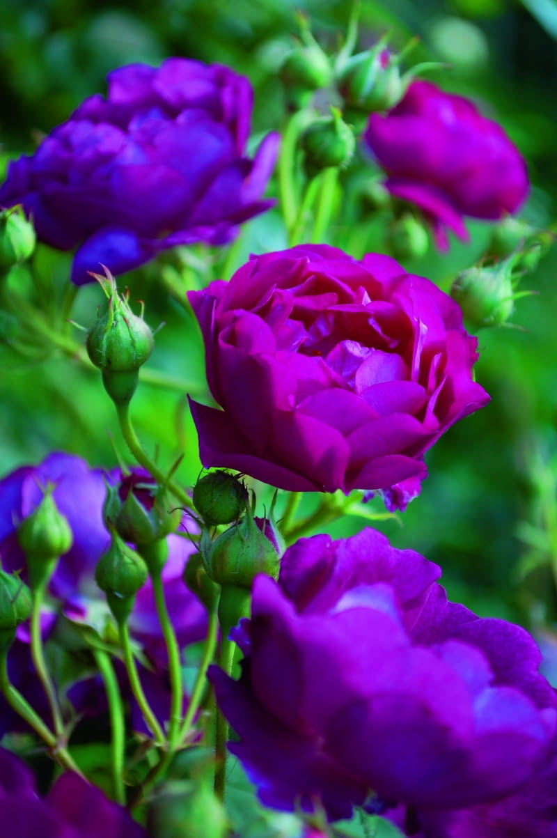 ‘Rosengarten Zweibrücken’ (Warner 2009) ‘Rosengarten Zweibrücken’ (Warner 2009)