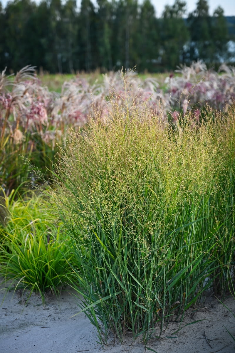 Panicum virgatum 'JS Buffalo Green' PBR Panicum virgatum 'JS Buffalo Green' PBR