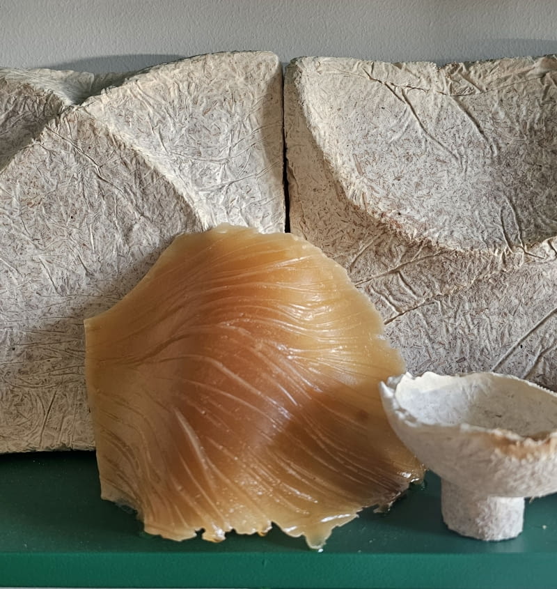 Mycelium. Formy z królestwa grzybów Mycelium. Formy z królestwa grzybów