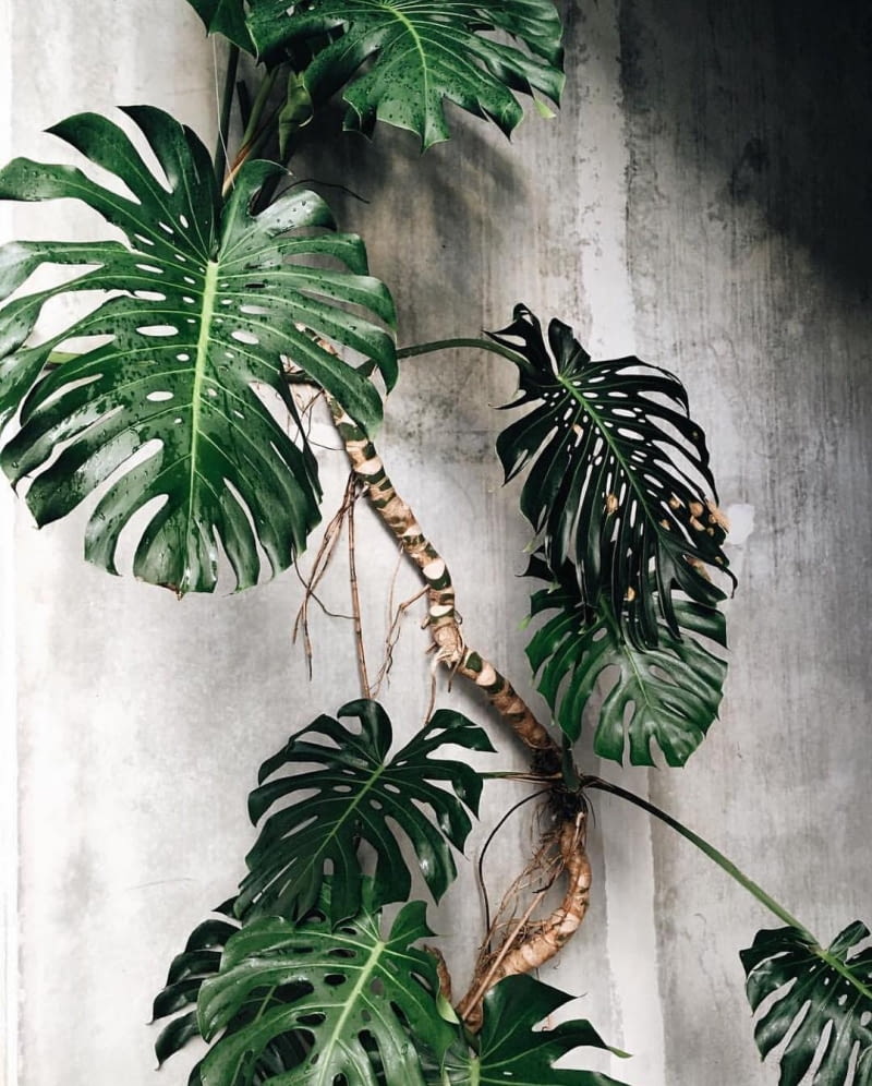 Monstera Monstera