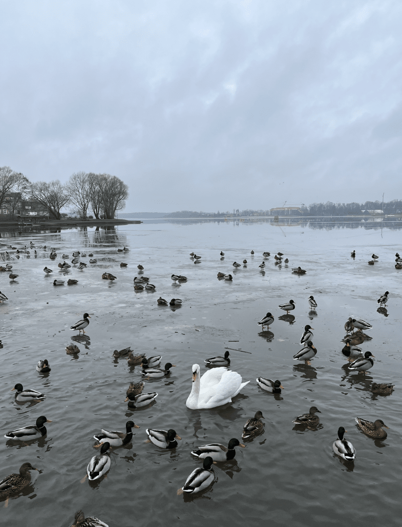 Ostróda zimą Ostróda zimą