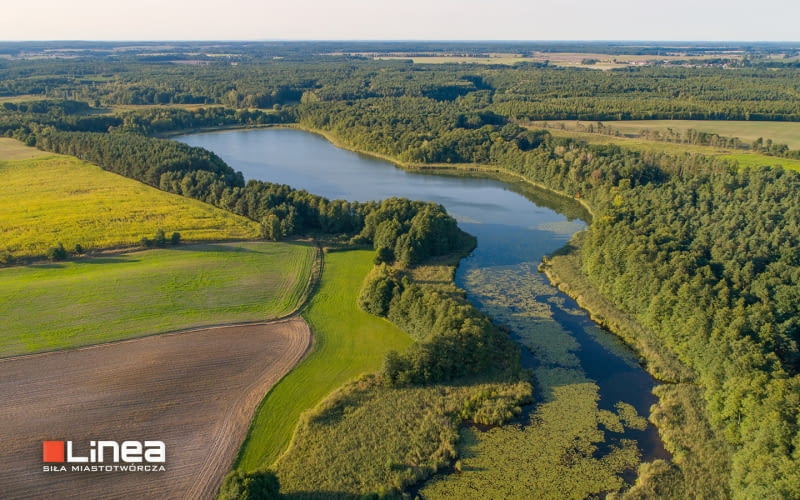 Puszcza Zielonka – bezcenny kapitał natury