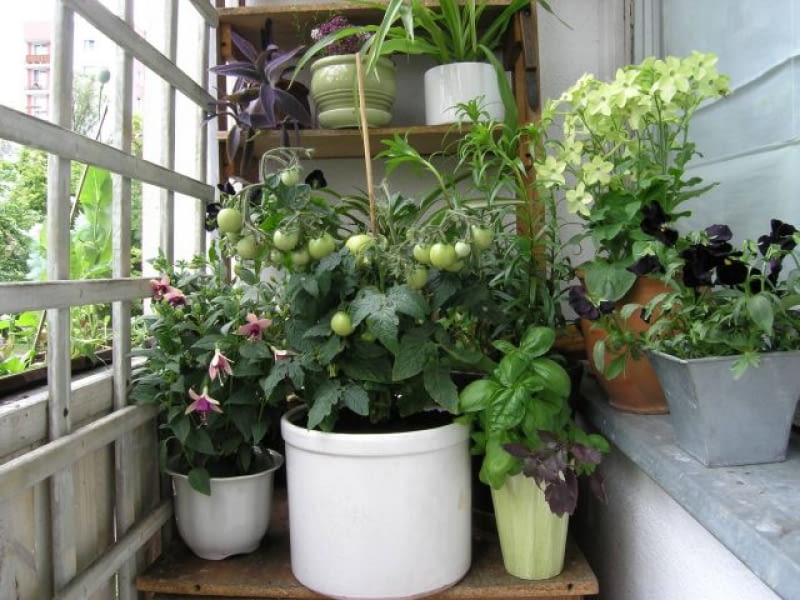 BALKON ROSLINY WARZYWA - POMIDORY , KWIATY - TYTON OZDOBNY , FUKSJA , BRATKI FOT. JACEK SKORKOWSKI PUBLIKACJA KWIETNIK NR 8 (152) - 8 2007