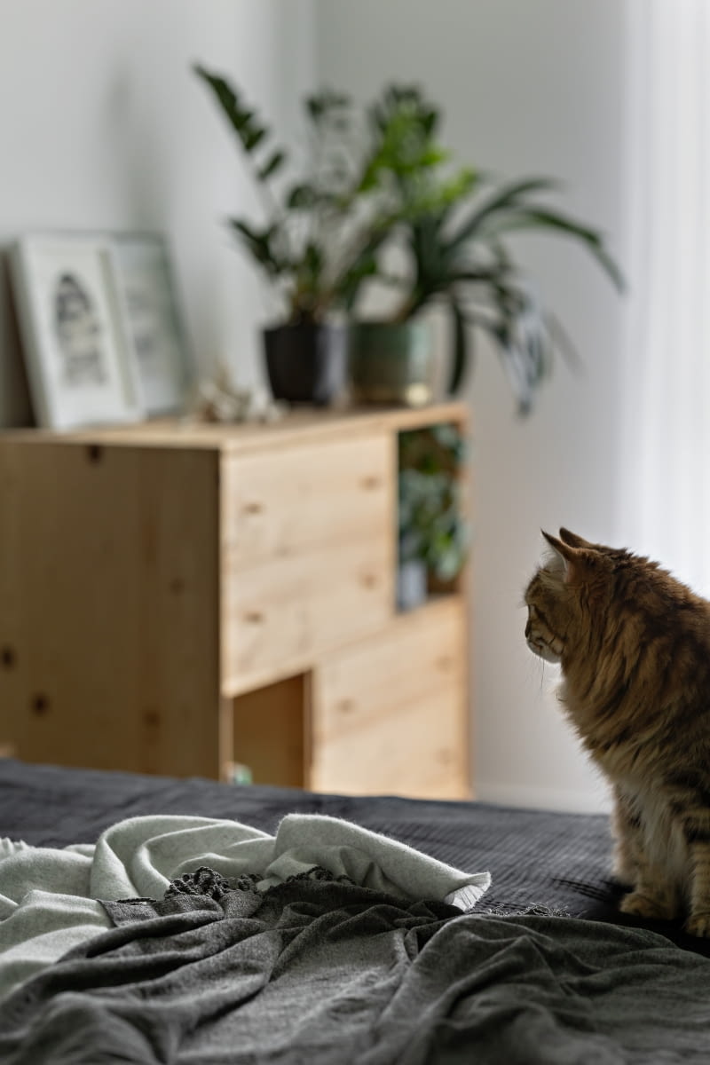 W sypialni właścicieli domu. W sypialni właścicieli domu.