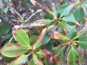 Chory rododendron. Choroby roślin