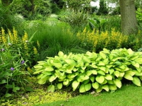 Rośliny do cienia. Tojeść kropkowana na rabacie komponuje się z funkią o złotym zabarwieniu liści.