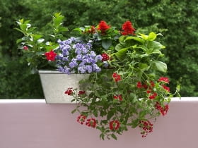 04.06.2006 KWIETNIK SKRZYNKI BALKONOWE KWIATY STYLIZACJA ALDONA ZAKRZEWSKA MONIKA LUCZKO FOT. PAWEL KISZKIEL / AGENCJA GAZETA