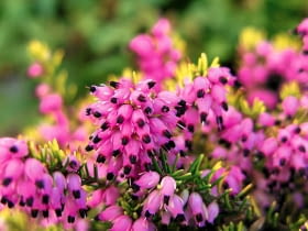 SAMSUNG DIGITAL CAMERA SLOWA KLUCZOWE: kwiat