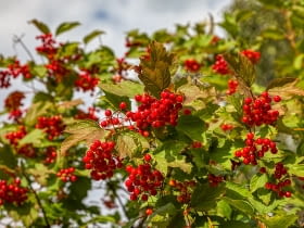 Kalina koralowa Viburnum opulus