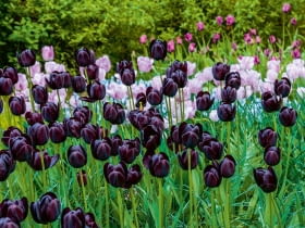 Tulipanowy duet: na pierwszym planie jedna z najciemniejszych odmian tych kwiatów, 'Queen of night'.