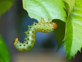 Arge ochropus — obnażacz różówki
