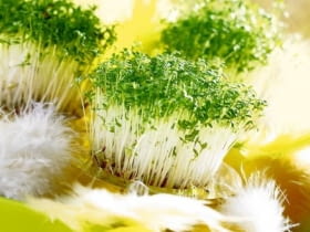 22.01.2007 WARSZAWA SESJA SWIETA WIELKANOC NA ZDJECIU RZEZUCHA , OWIES STYLIZACJA JOANNA PLACHECKA DLA CZASOPISMA PORADDNIK DOMOWYY FOT. ARKADIUSZ SCICHOCKI / AGENCJA GAZETA PUBLIKACJA PORADNIK DOMOWY NR 4 (200) - 4 2007