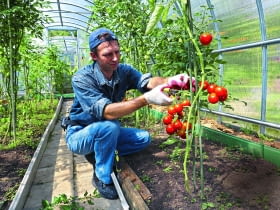 Tylko pomidory nawożone z umiarem są naprawdę zdrowe.