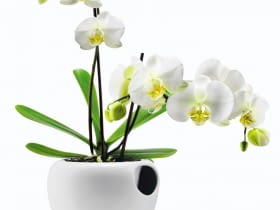 ROŚLINY DONICZKOWE. Samopodlewająca się doniczka ceramiczna do uprawy storczyków CzerwonaMaszyna.pl, 256 zł