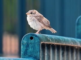Młode ptaki właśnie uczą się latać.