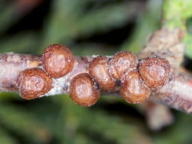 Misecznik (Parthenolecanium)