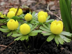 ROSLINY CEBULOWE KWIATY RANNIK ZIMOWY ERANTHIS HYEMALIS FOT. KATARZYNA BELLINGHAM PUBLIKACJA KWIETNIK NR 3 (147) - 3 2007 SLOWA KLUCZOWE: ROSLINY KWIATY ZDJĘCIE DO WKŁADKI: PUBLIKACJA KWIETNIK NR 3 (147) - CZASOPISMA