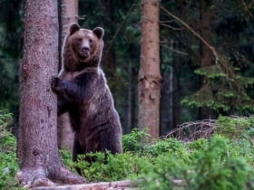 Niedźwiedź brunatny (Ursus arctos)