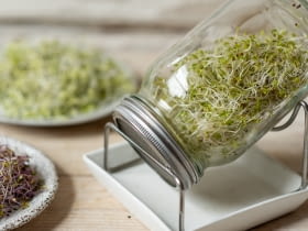 Uprawa kiełków w kiełkownicy słoikowej