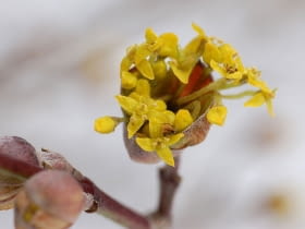 WikimediaCommons/Derek Ramsey