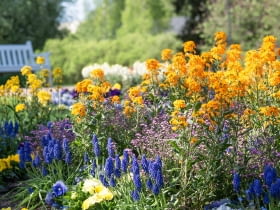 Lak pospolity (Erysimum cheiri)