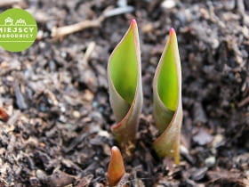 Wzrastające tulipany