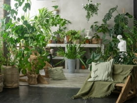 Urban jungle