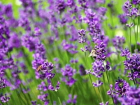 Lawenda wąskolistna (Lavandula angustifolia)