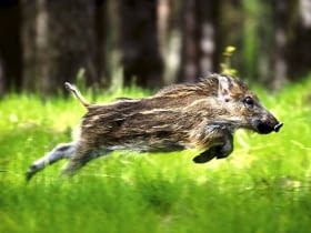 Dzik - i młody (na zdjęciu), i stary - potrafi być bardzo szybki, ale na krótkich dystansach