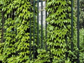 Encyklopedia roślin: Dachowkowato ulozone liscie winobluszczu trojklapo