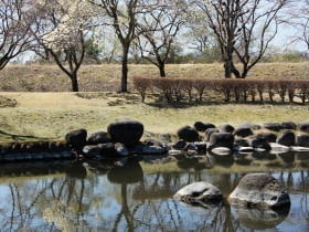 Kobushi magnolia w Japonii