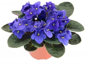 Fiołek afrtykański